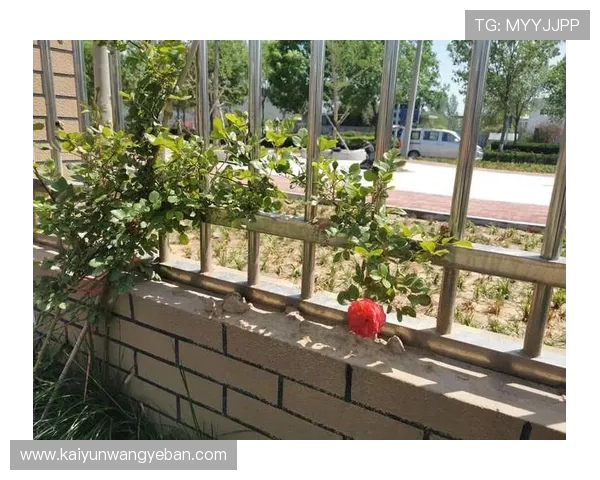 开云真人版剧情深度解析,带你深入了解每一个精彩细节 开云真人版剧情深度解析,带你深入了解每一个精彩细节